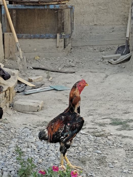Xôroz sotiladi manzil Samarqand zoti Kores