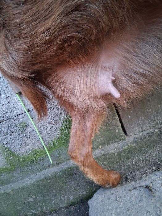 Disponibil tap 1 .5 ciut genetic !