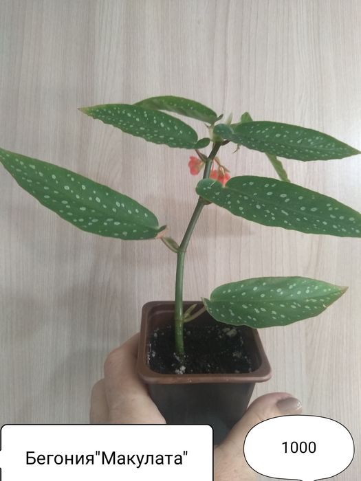 Продам Комнатные цветы