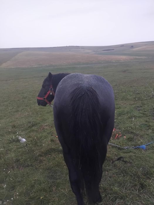 Vând Armăsar mai multe detalii la telefon