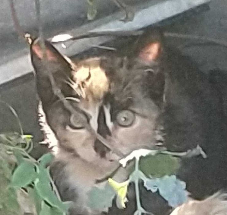Милые котята ищут новый дом