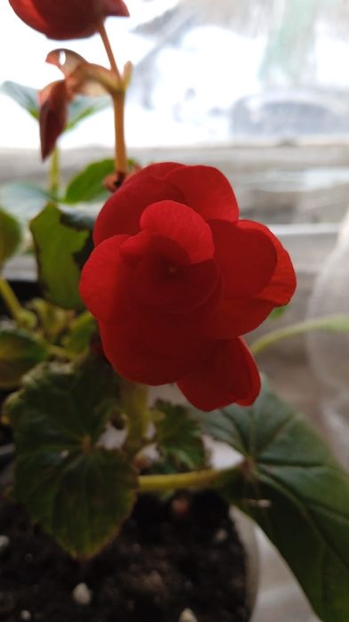 бегонии элатиор, стрептокарпус, гибискус