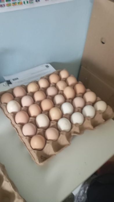 тауык жумырткасы