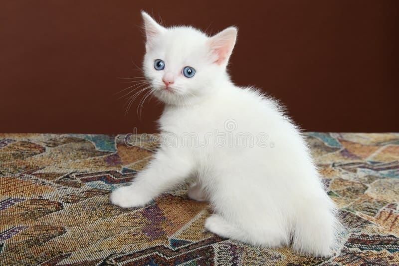 Белые пушистые котята