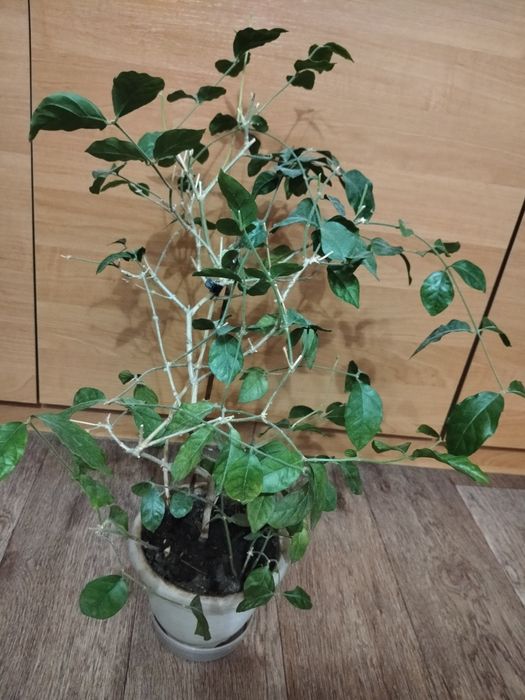 Комнатный цветок Жасмин