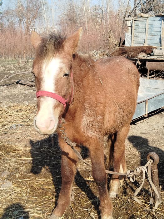 От сотилади  1 ёшли