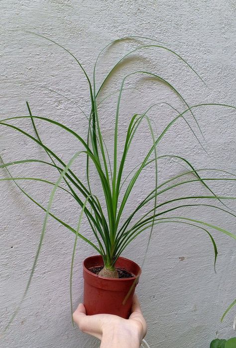 Нолина-экзотическое растение с красивым каудексом.Цветы для дома/офиса