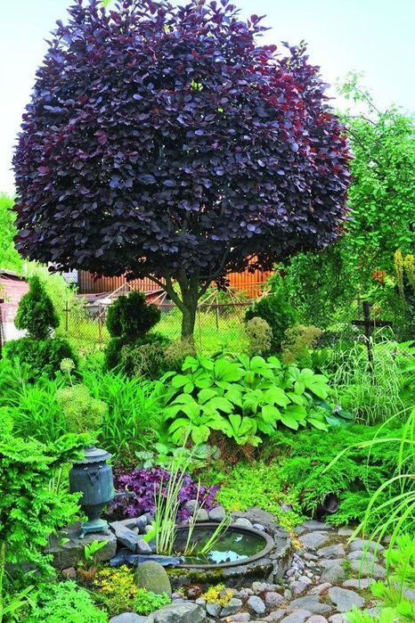 Кустарниклар бомба скидкада факат 8мартга кадар