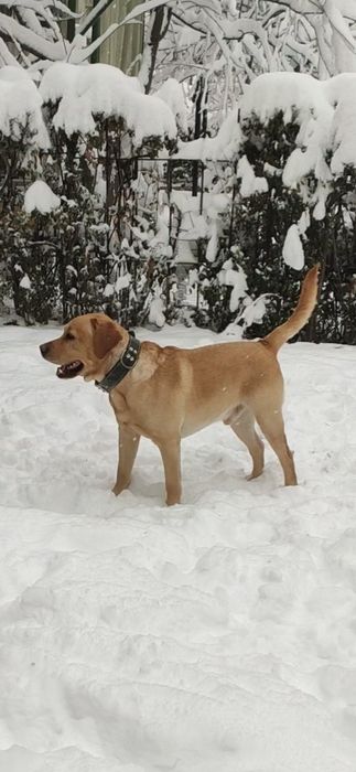 Вязка лабрадор ретривер