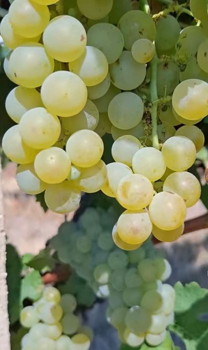 Продавам грозде за ракия и вино различни сортове