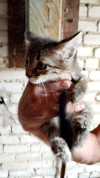 Котята ищут любящих хозяев