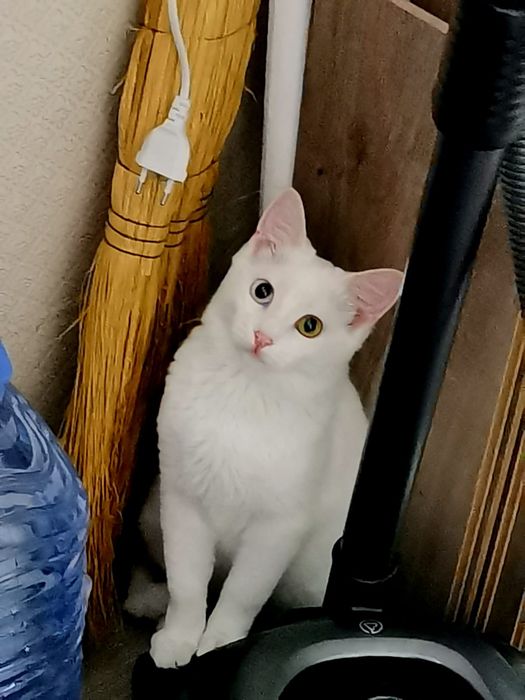 Вязка/ищем кота.