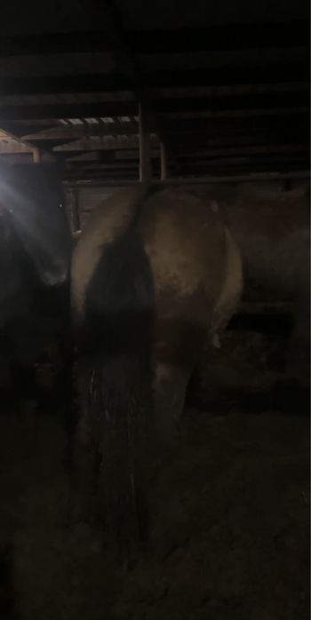 Жеребец Мугалжар