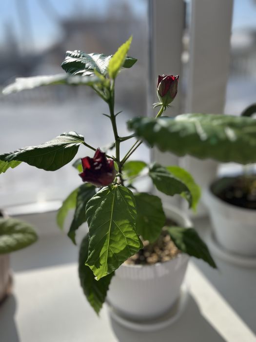 Продаю домашнюю розу