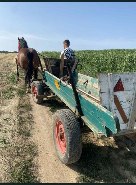 Vând iapa de 5 anii, prețul este negociabil