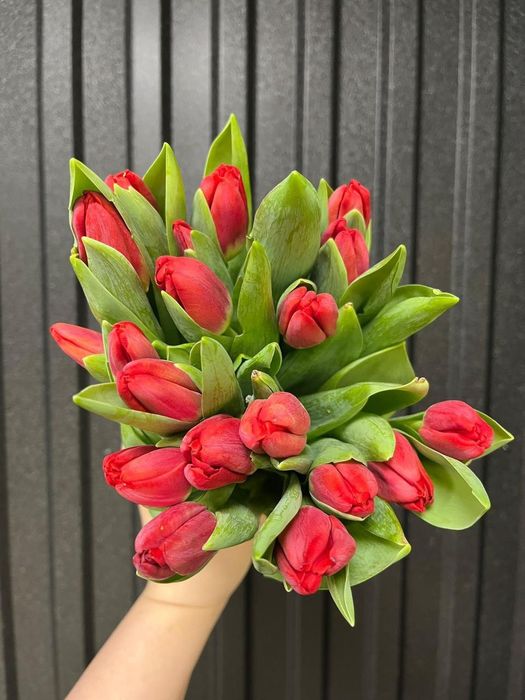 Голландские тюльпаны
от надежного поставщика!