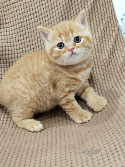 Британские котята