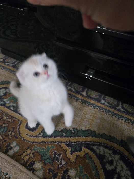 Британская золотистая шиншила