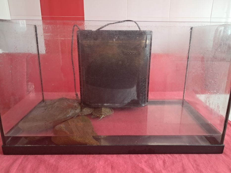 Vand broasca testoasa