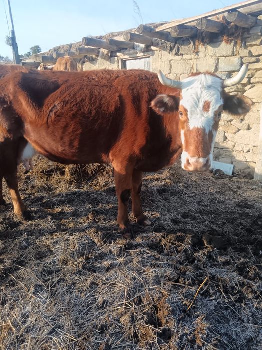 Сиыр / Коровы / Крупно рогатый скот