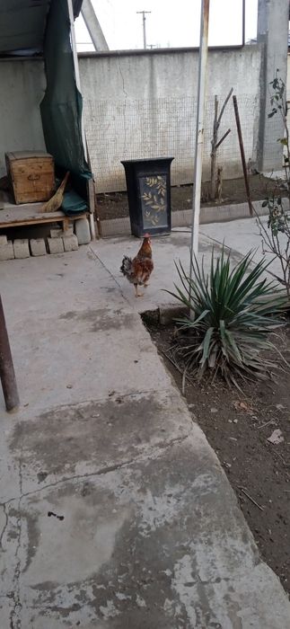 Товук хурозла сотилади