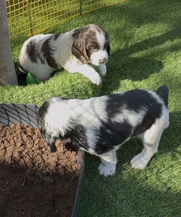 Продам щенят русский спаниель