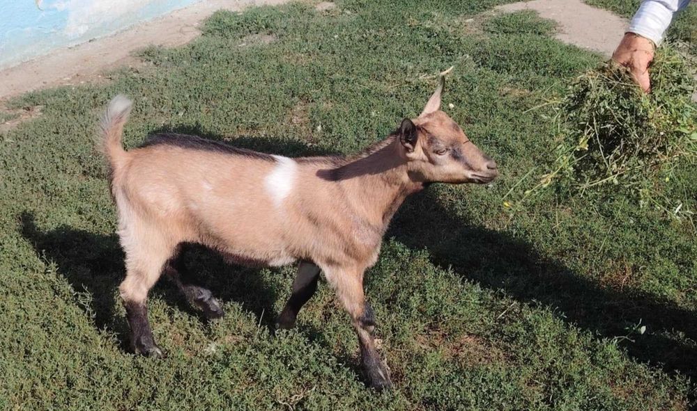 Ied de capră alpină franceză