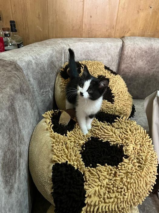 Котята домашние маленькие