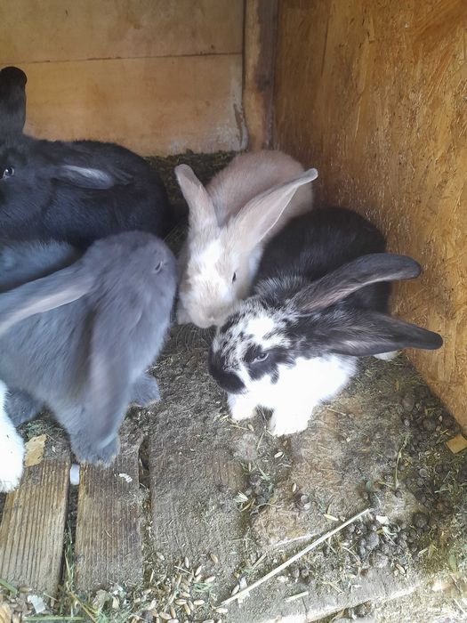 De vânzare iepurași