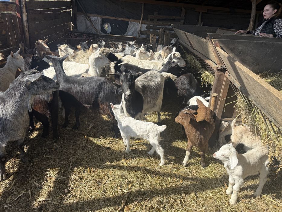 Capre cu iezi disponibile