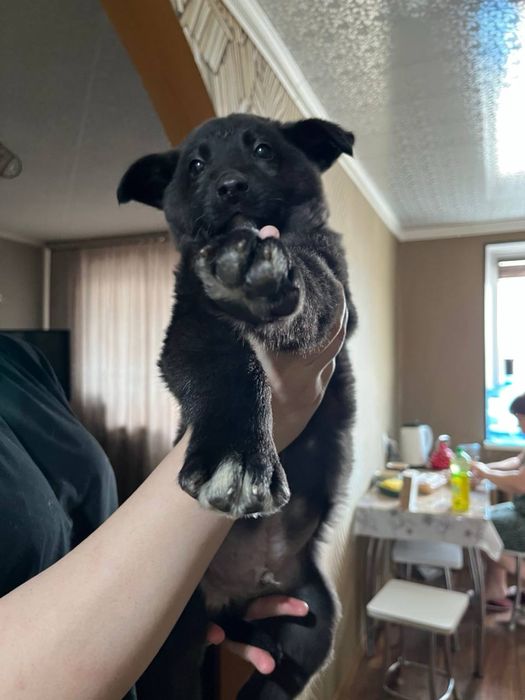 Отдам щенка в добрые руки!