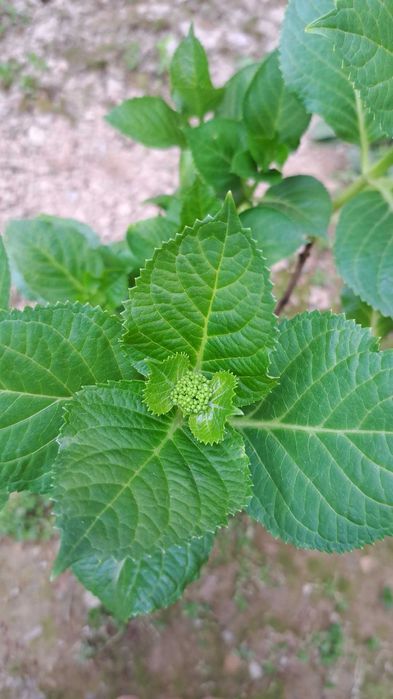 Gortenziya крупнолистный и метельчатый.