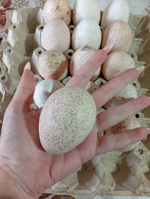 Домашни оплодени пуешки яйца за люпене.