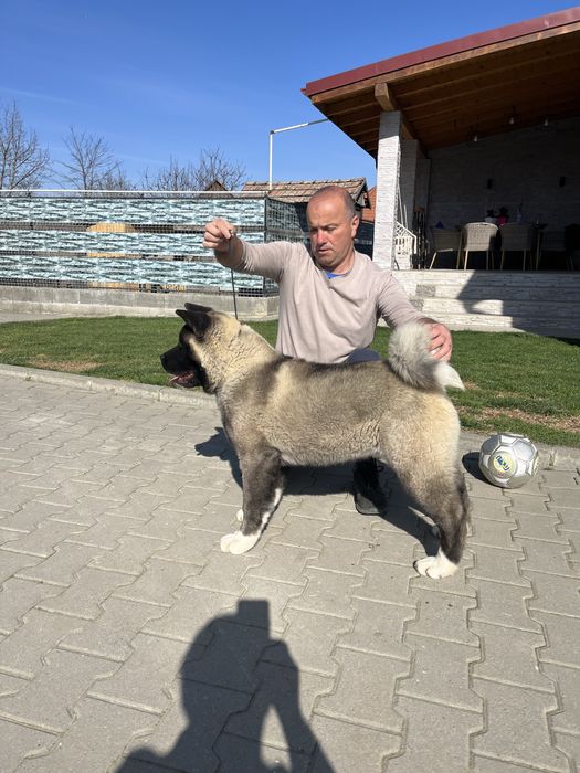 Mascul american akita