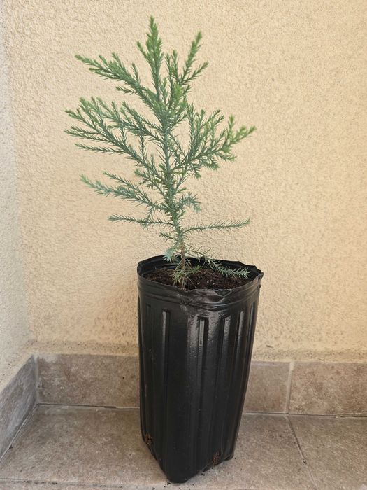 Секвой ( sequoia giganteum, sequoia sempervirens)