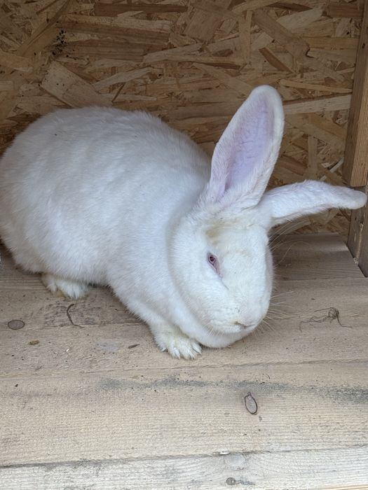 De vânzare 2 femele