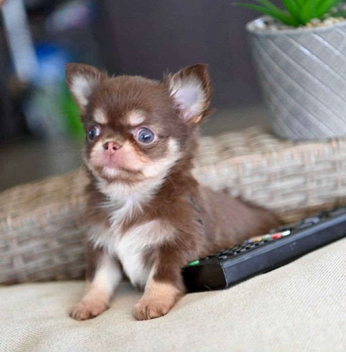 Мъжко дългокосместо мини чихуахуа шоколадов тен