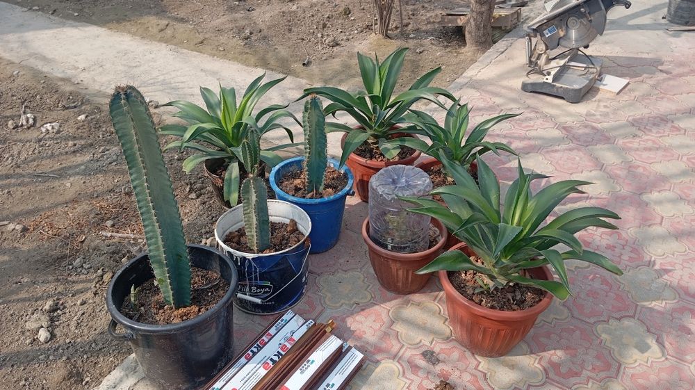 Arzon gullar sotiladi