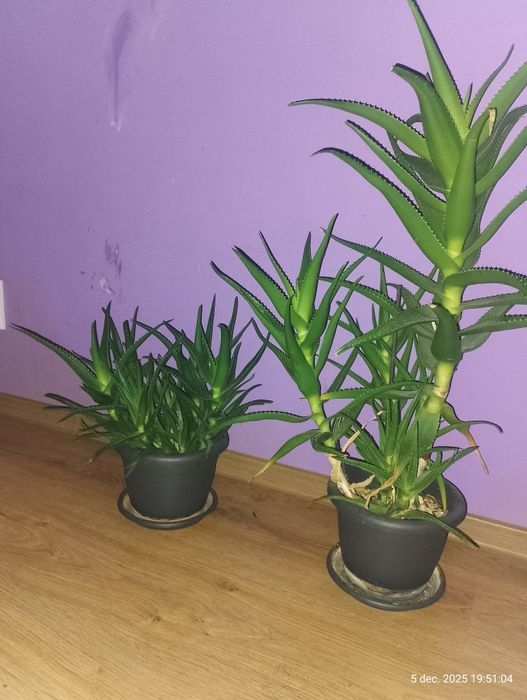 Aloe Vera 4 bucăți.