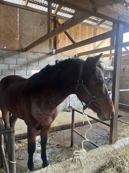 Продам жеребца  обучегый