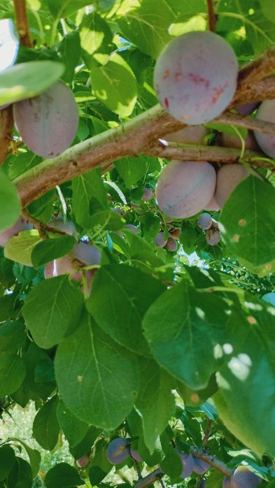 Prune de vânzare