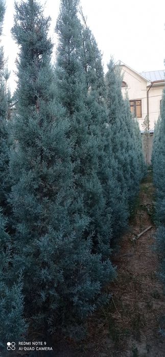 Arizonka kiparis sotiladi