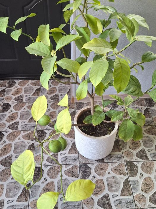 Лимоны с лимонами