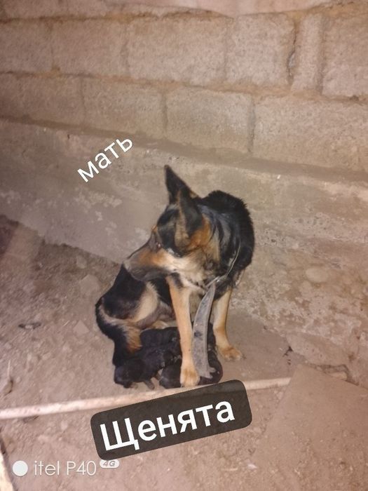 Готовы щенки на продажу срочно