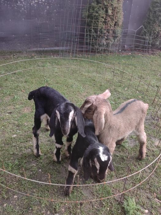 Vand iezi Anglo Nubieni