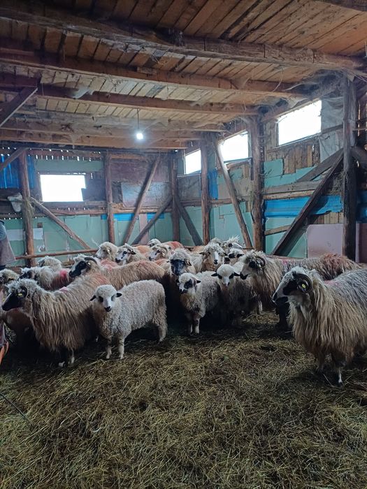 19 oi cu miei tinere și un berbec