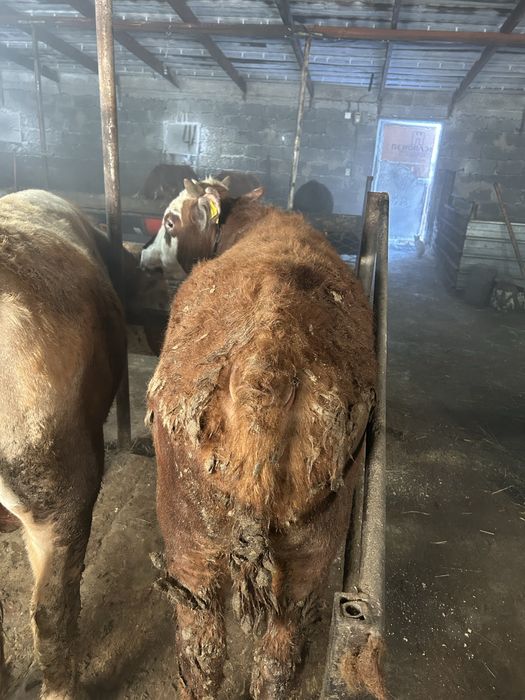 Продается бычки годовалые