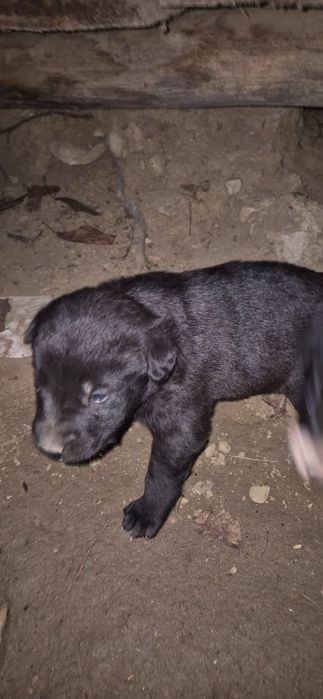 Donez pui caine metis