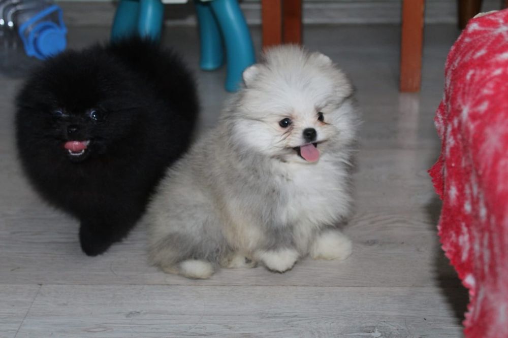 Щенки шпица с документами