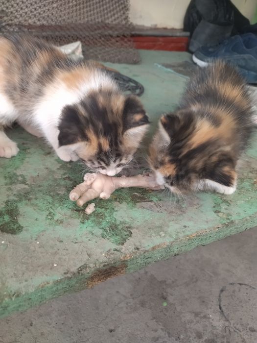 Отдам котят в хорошие добрые руки.